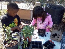 Planting seeds at haight elementary garden